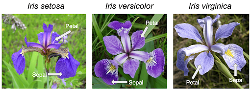 Iris Flower Classification